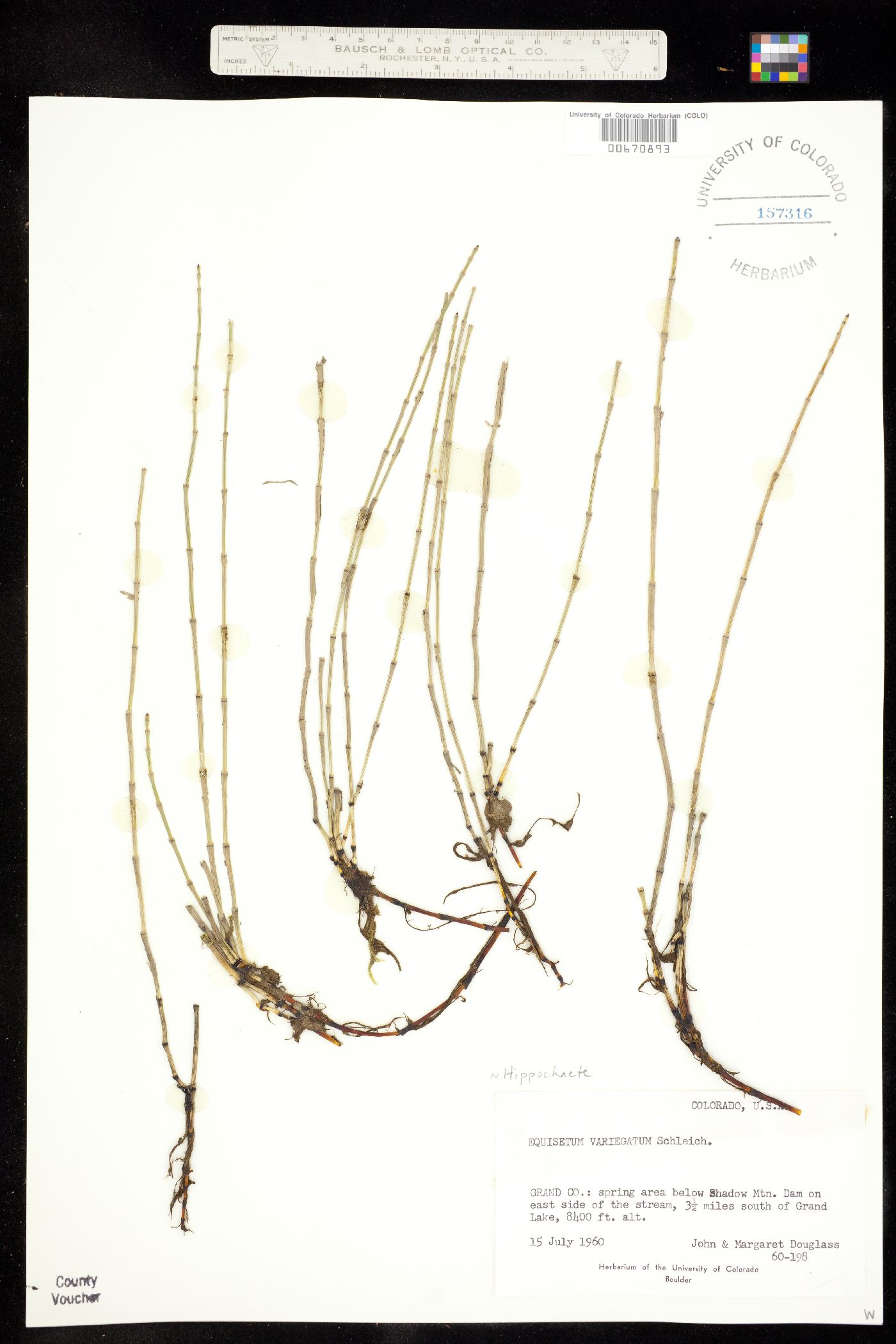 Hippochaete variegata image
