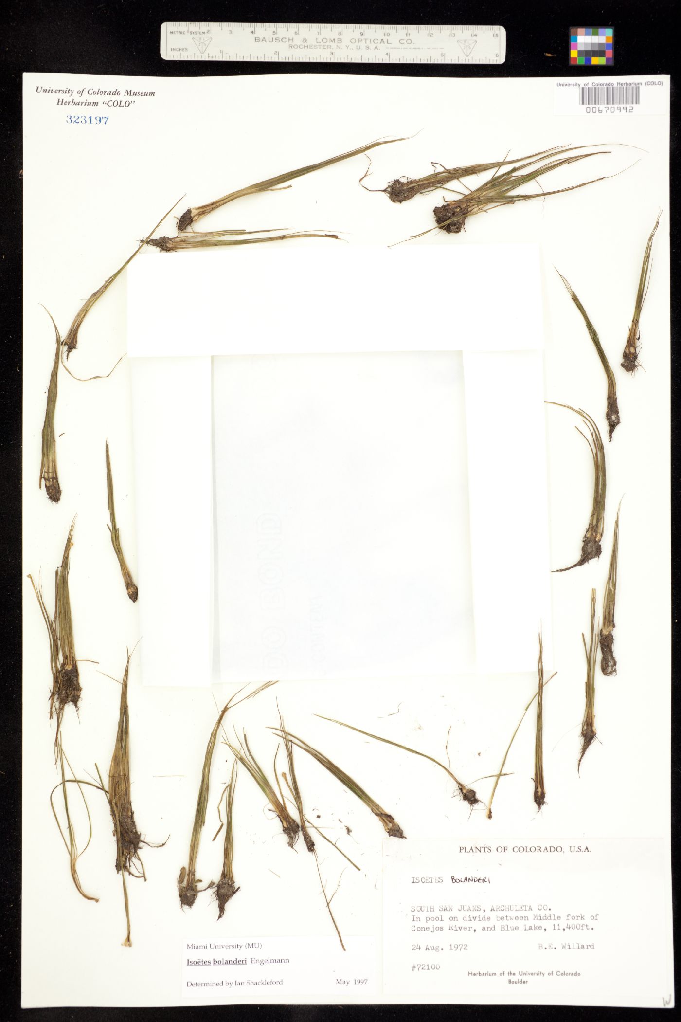 Isoëtes bolanderi image
