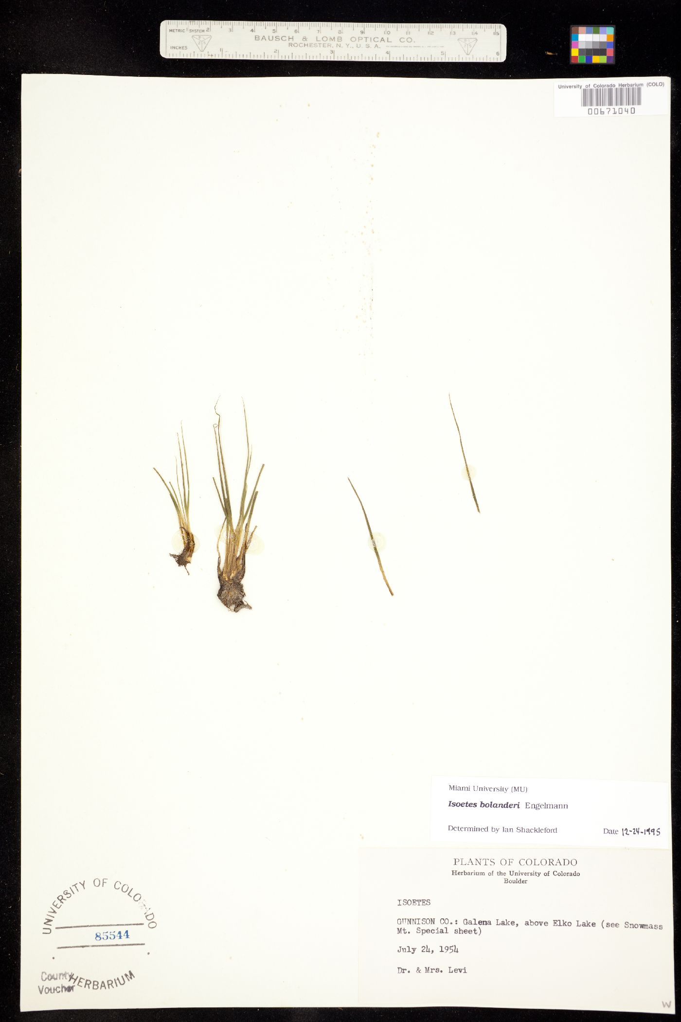 Isoëtes image