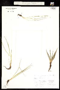 Isoëtes setacea subsp. muricata image