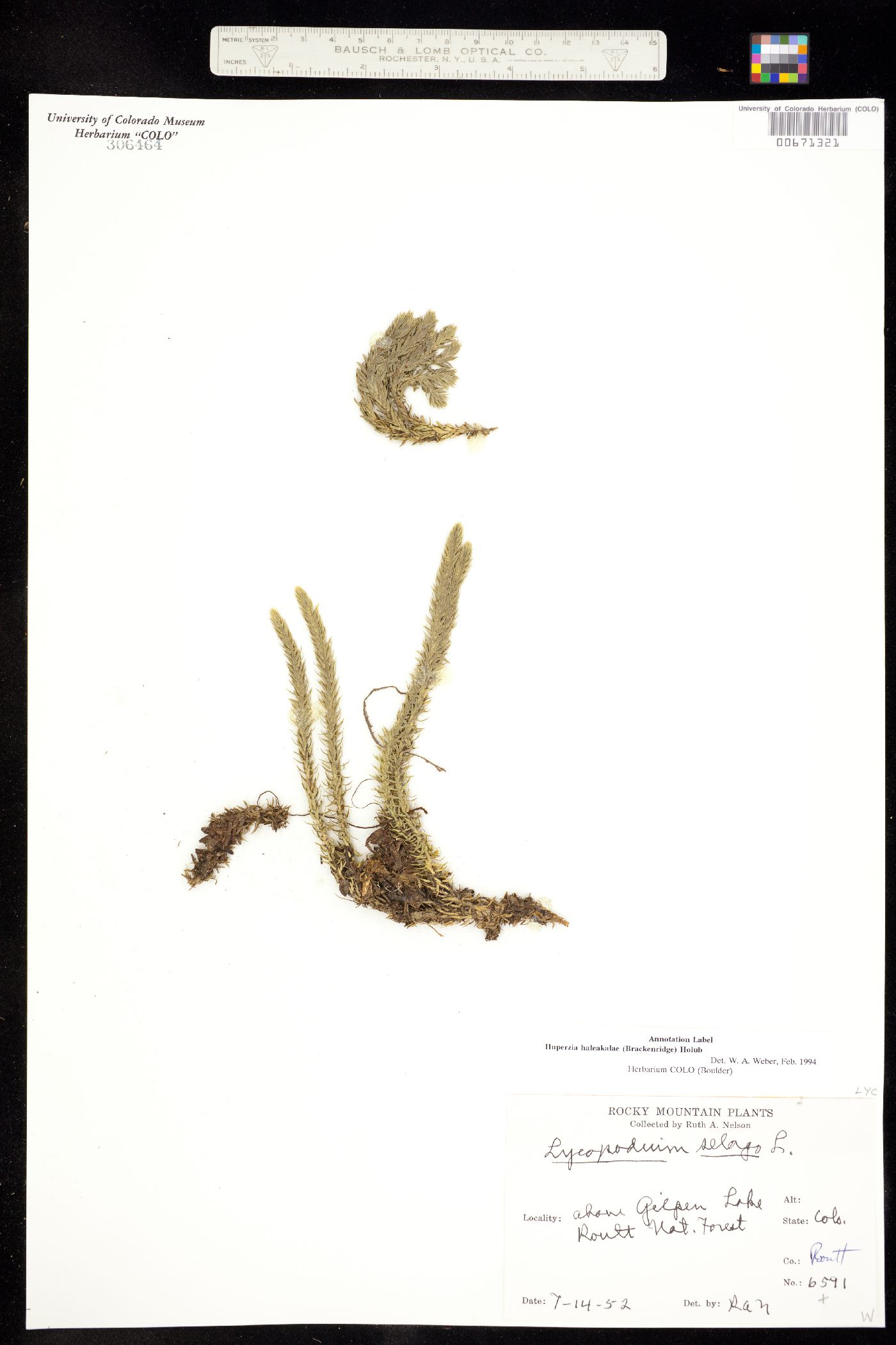 Lycopodium annotinum image