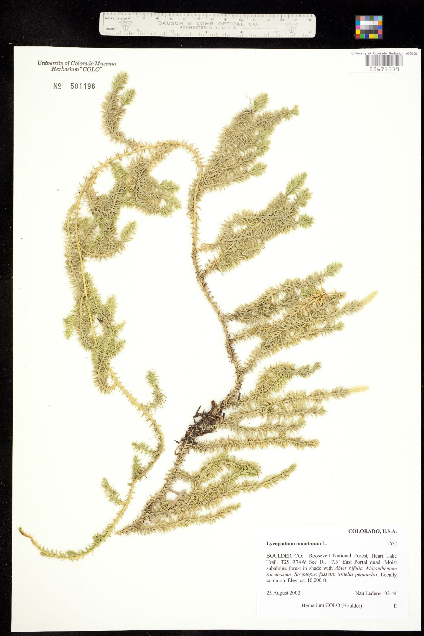 Lycopodium annotinum image