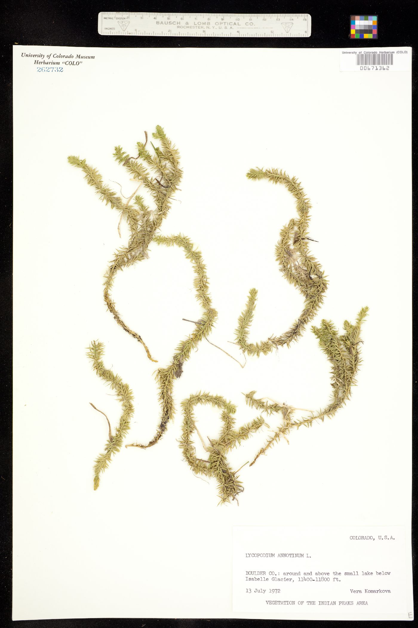Lycopodium annotinum image