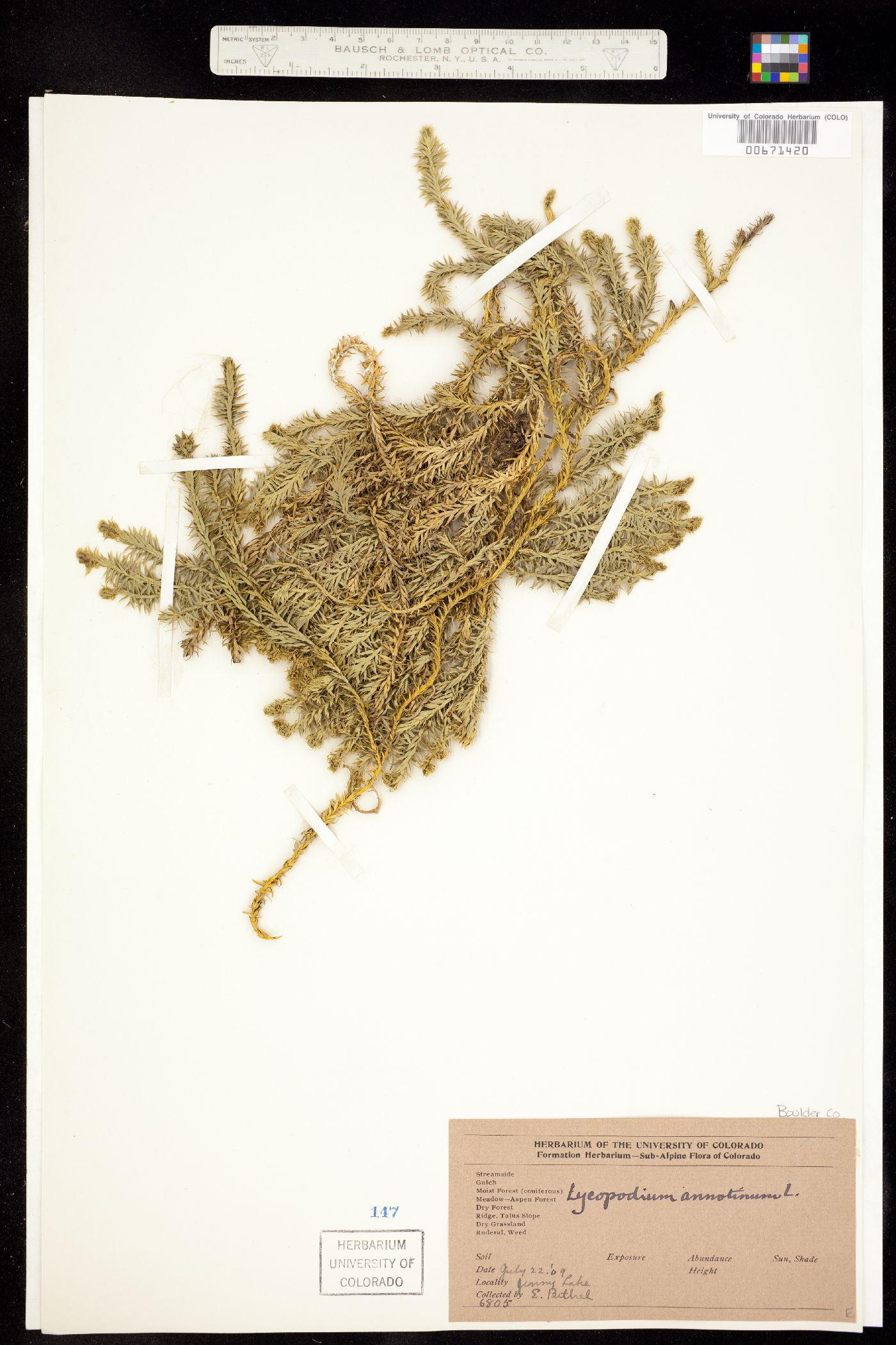 Lycopodium annotinum image