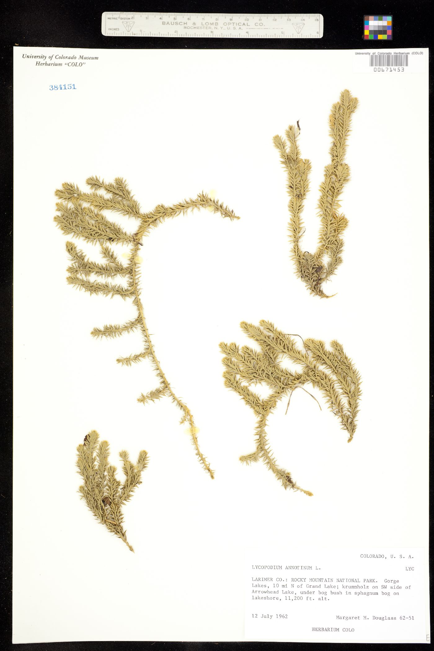 Lycopodium annotinum image
