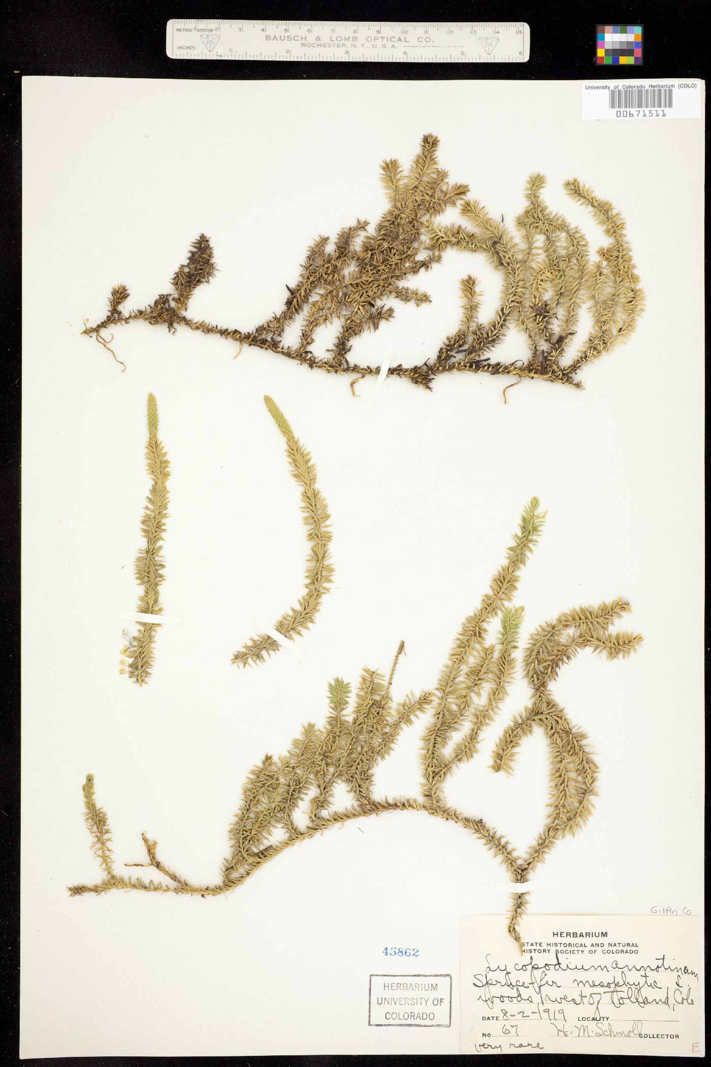 Lycopodium image