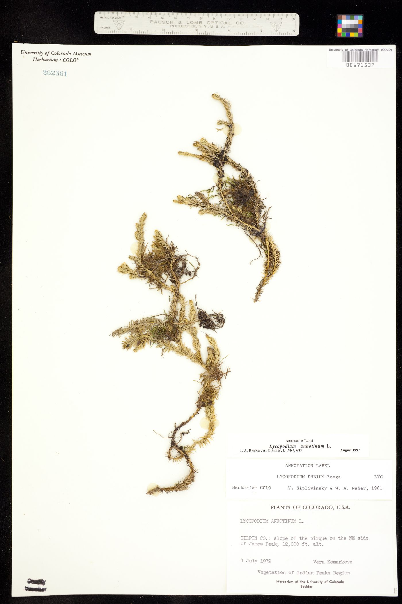 Lycopodiaceae image