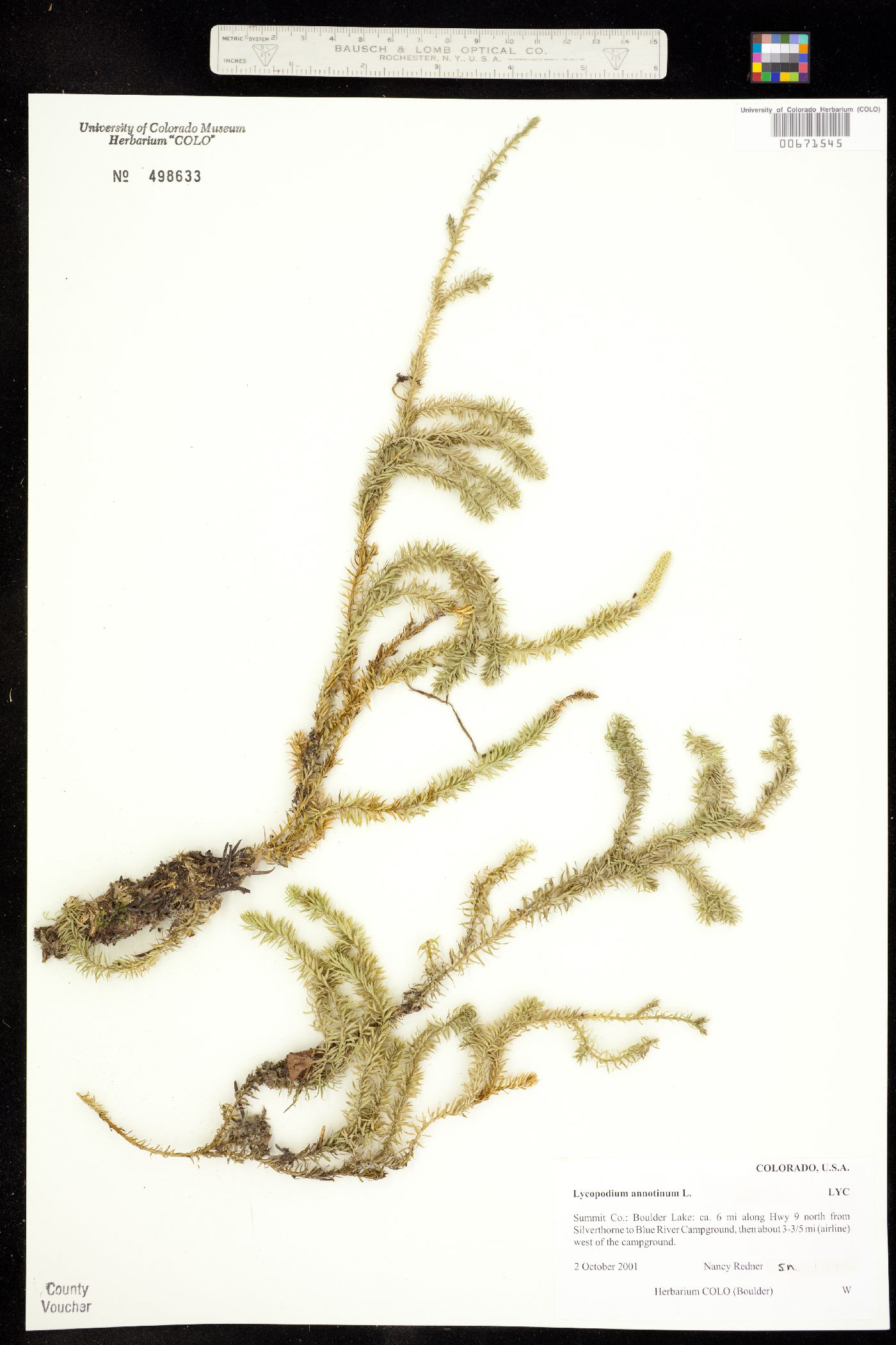 Lycopodium annotinum image