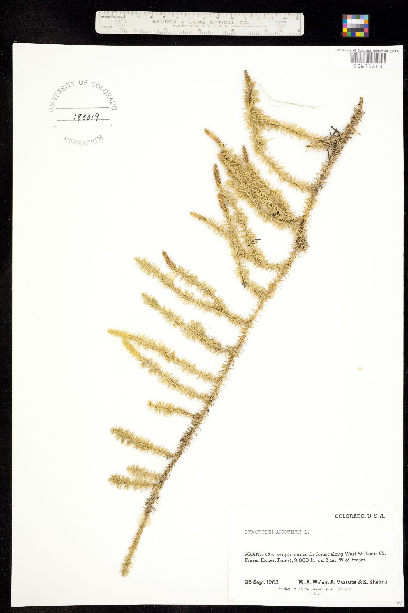 Lycopodium image