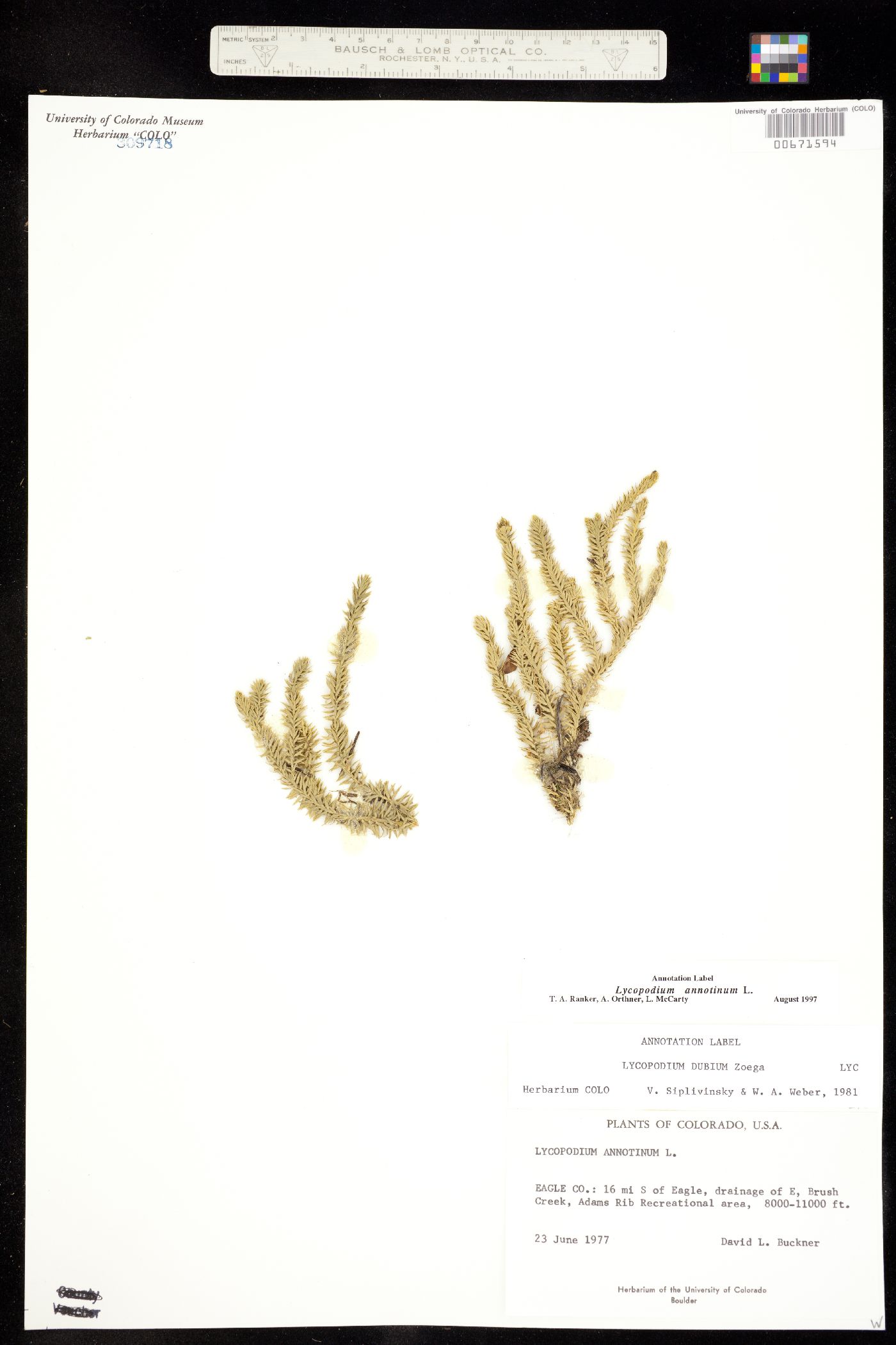 Lycopodium image