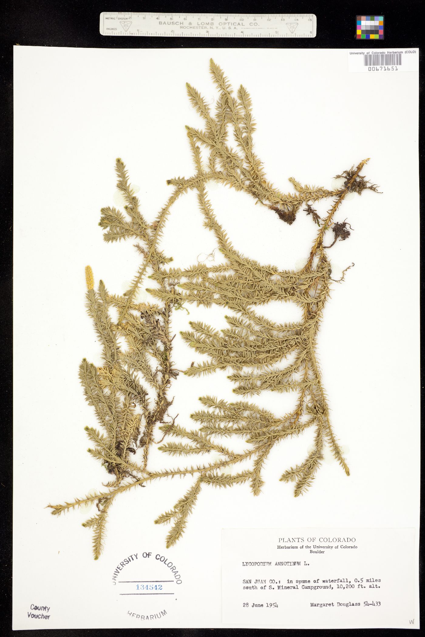 Lycopodium image