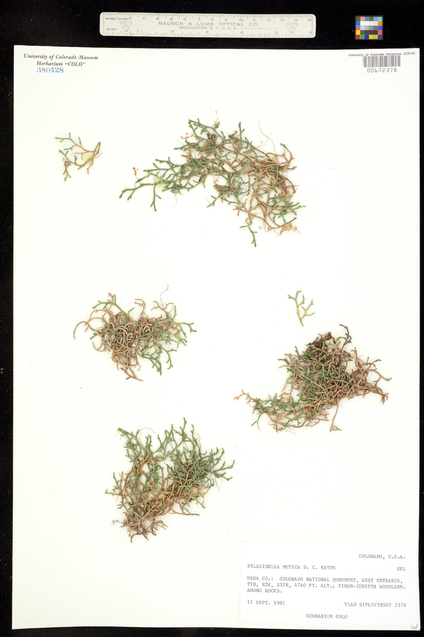 Selaginellaceae image