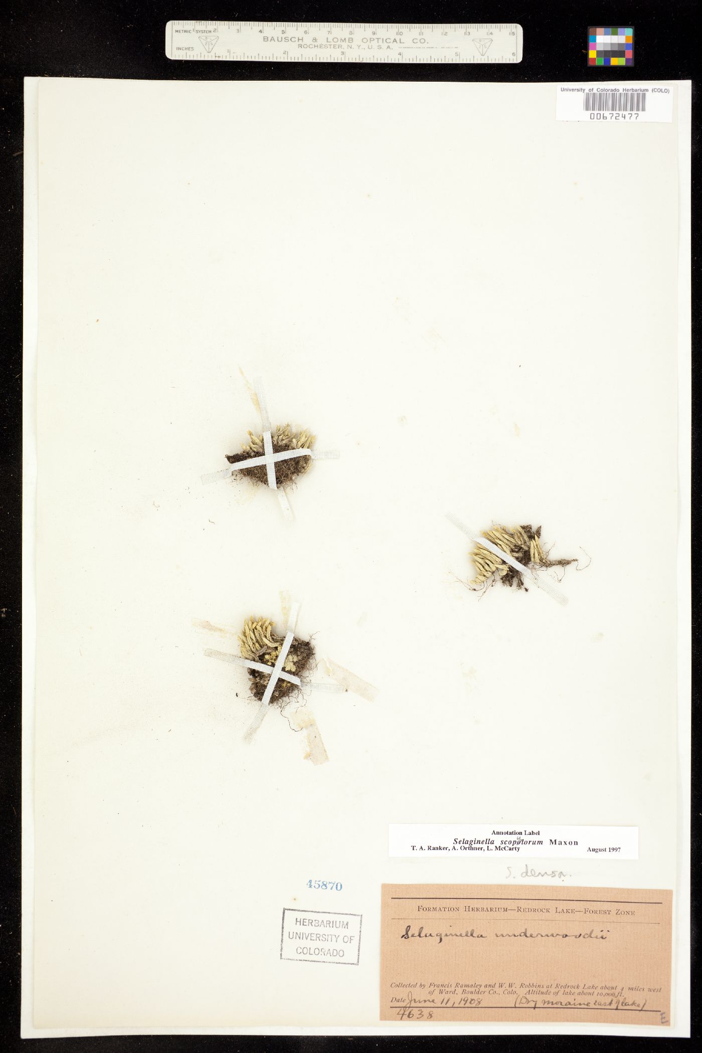 Selaginella scopulorum image