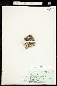 Selaginella scopulorum image