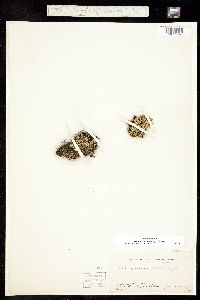 Selaginella standleyi image