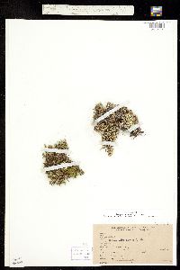 Selaginella standleyi image