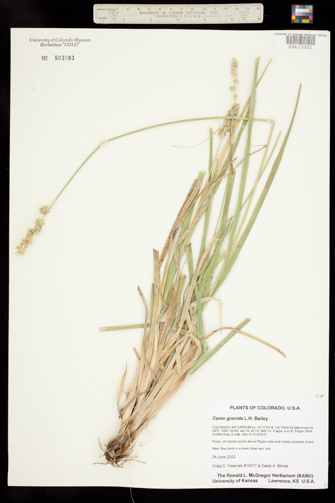 Carex gravida image