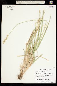 Carex gravida var. lunelliana image