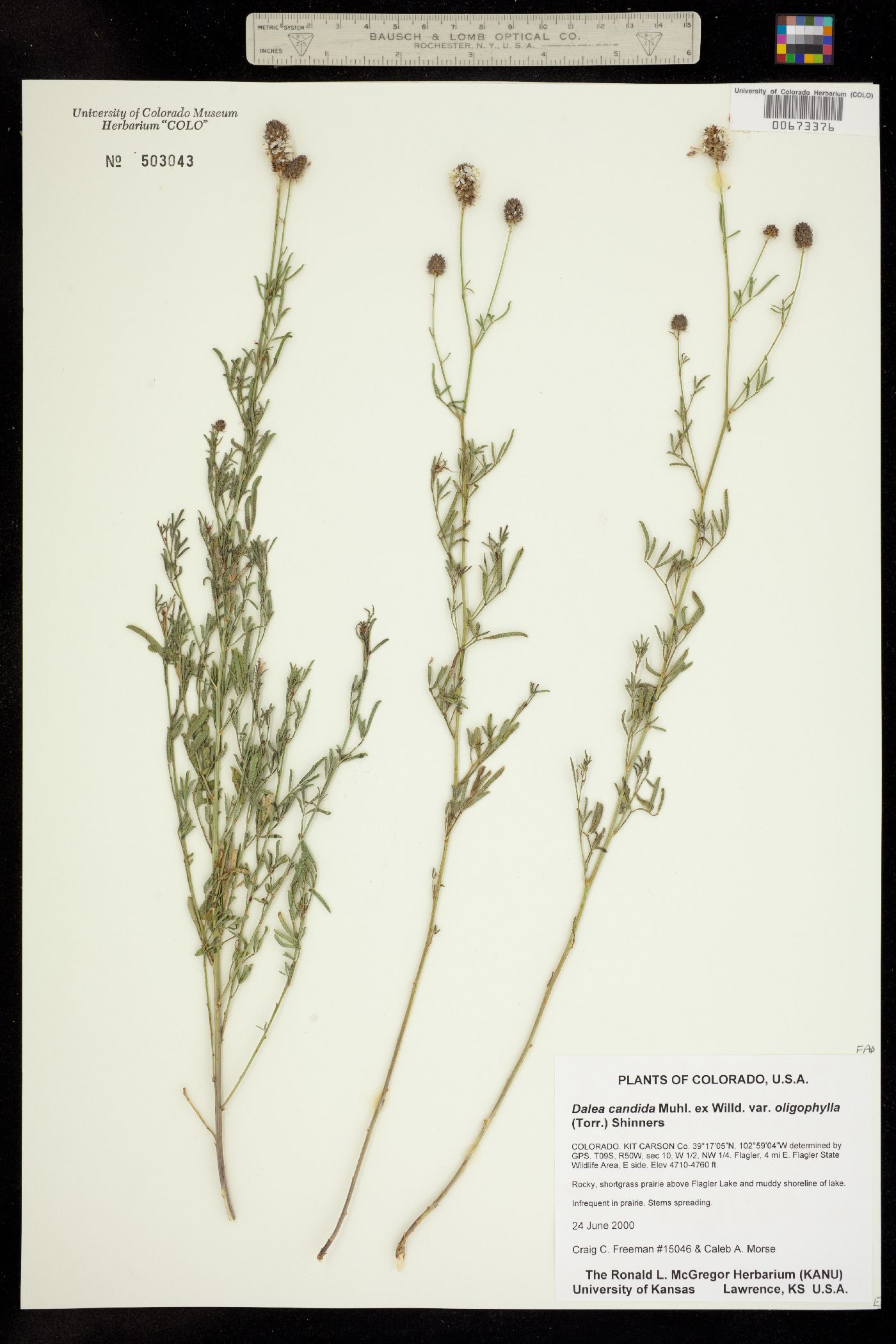 Dalea candida var. oligophylla image