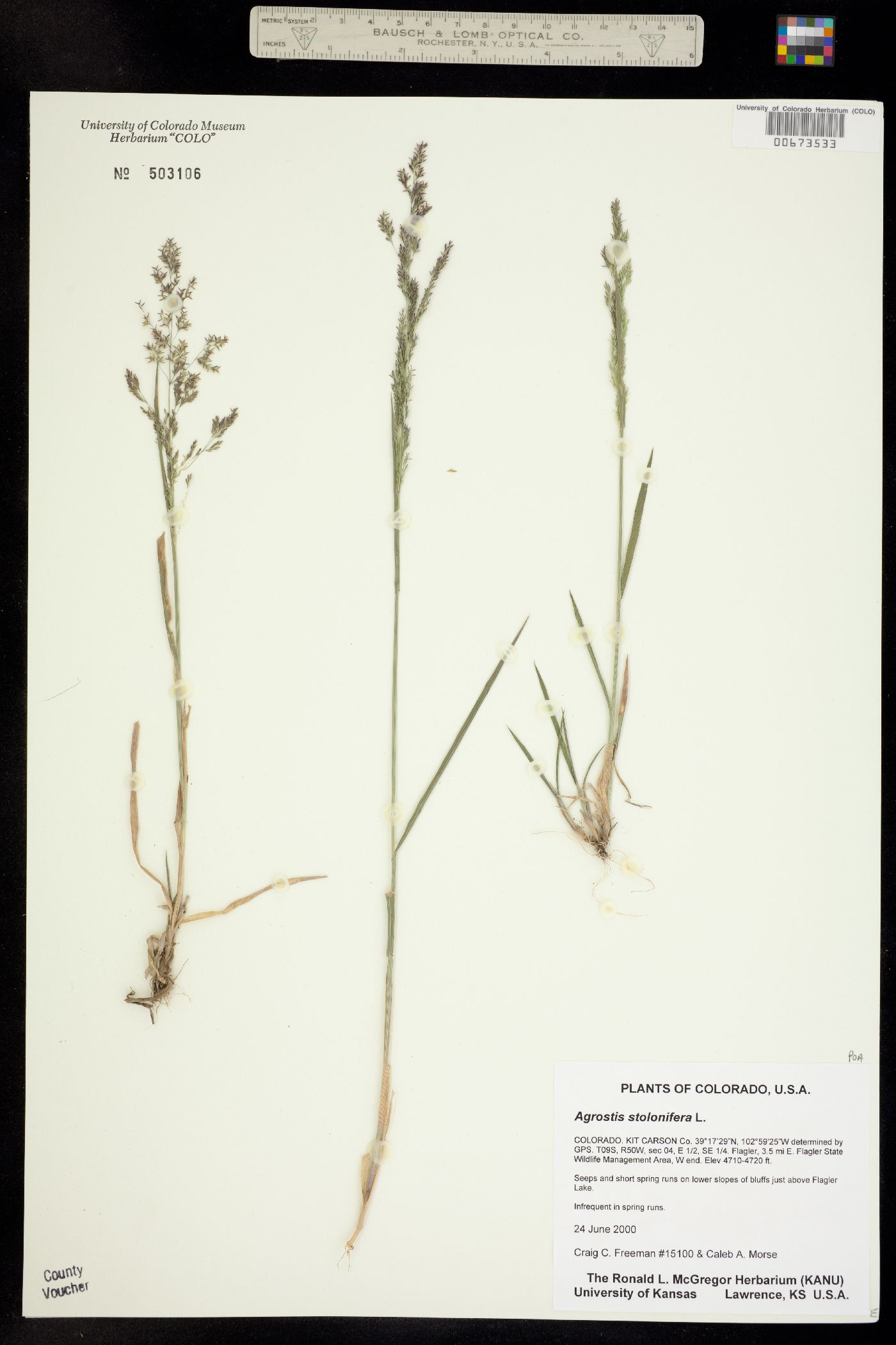 Agrostis stolonifera image