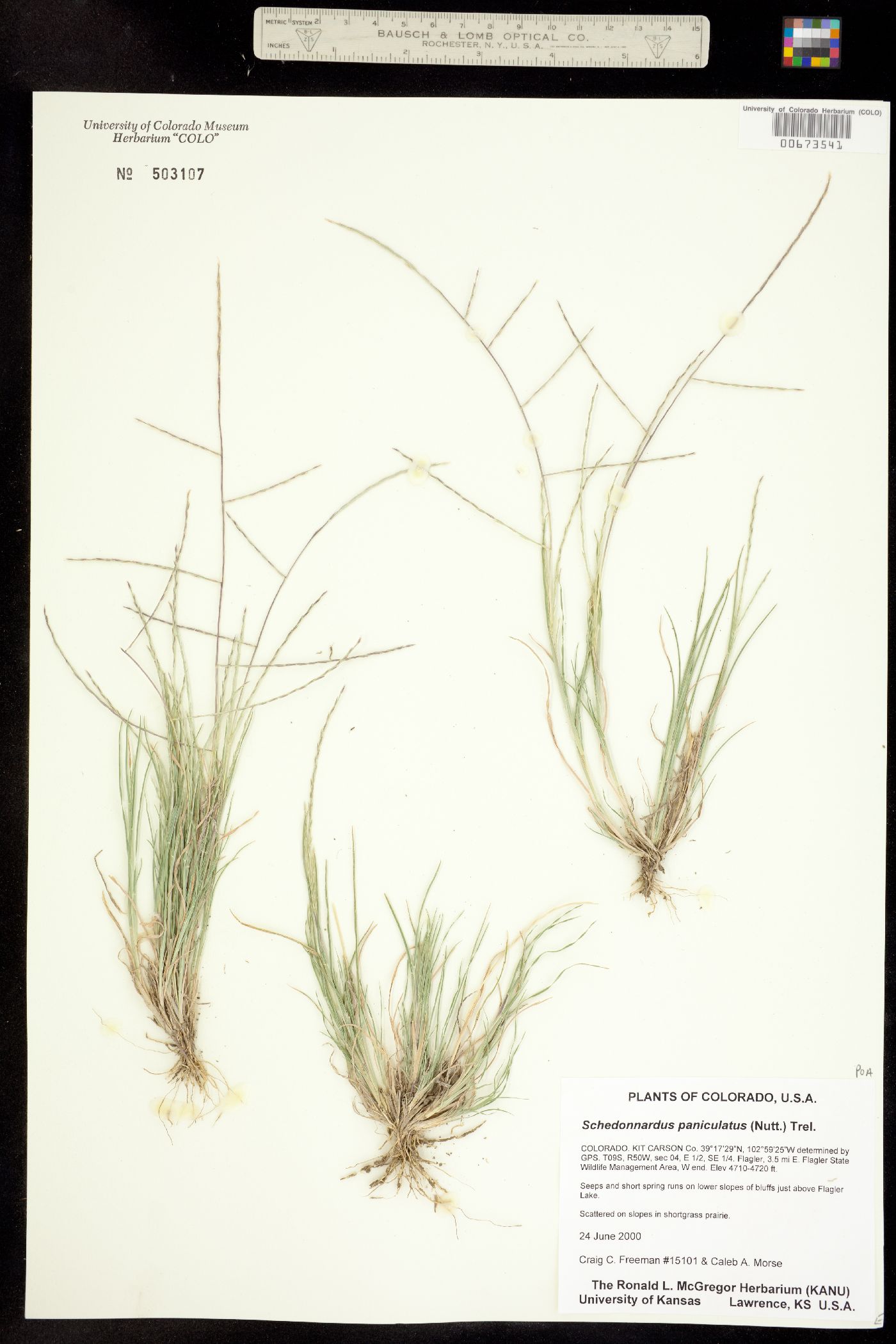 Muhlenbergia image