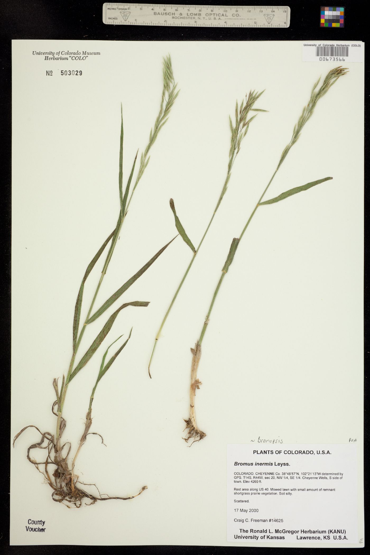 Bromus image