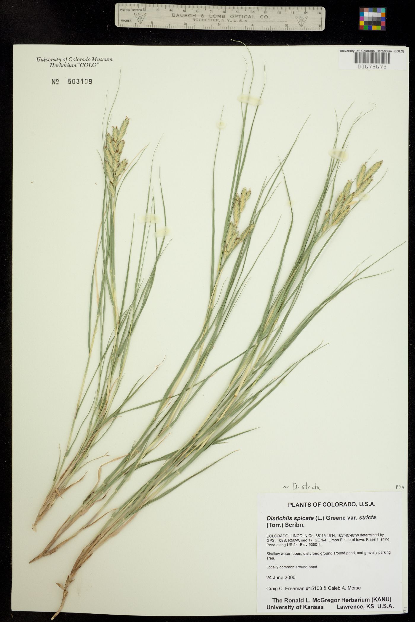 Distichlis spicata image