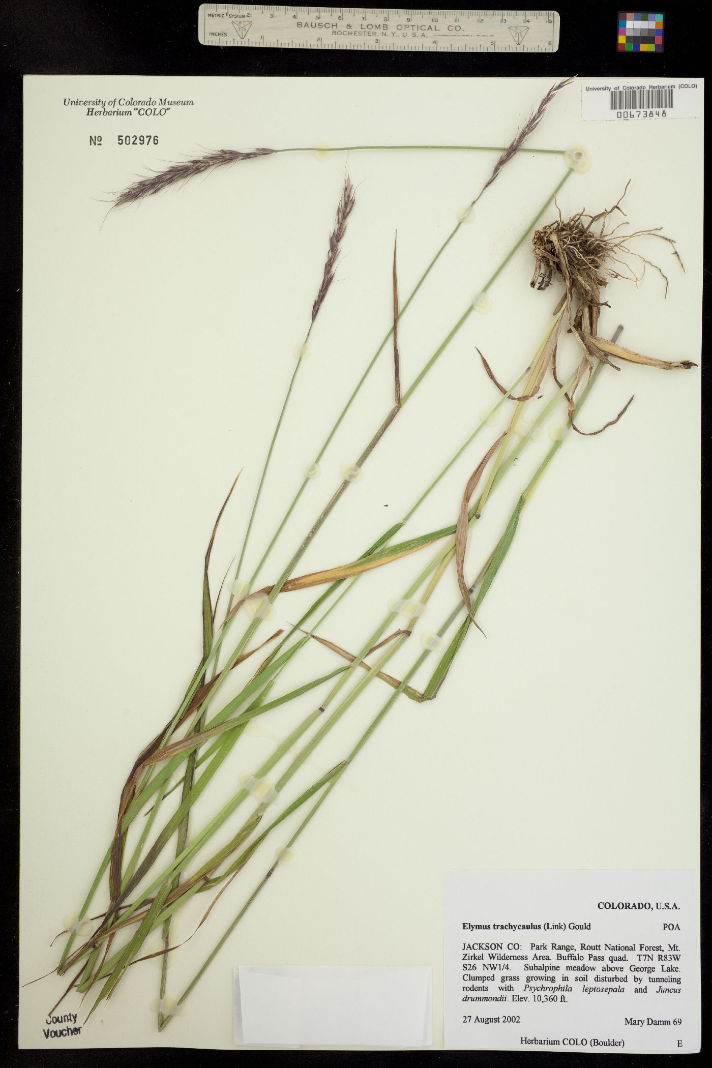 Elymus image