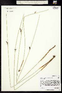 Juncus balticus ssp. ater image