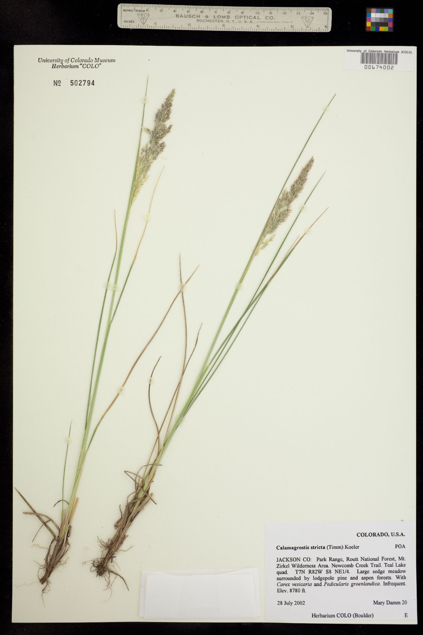 Calamagrostis stricta image