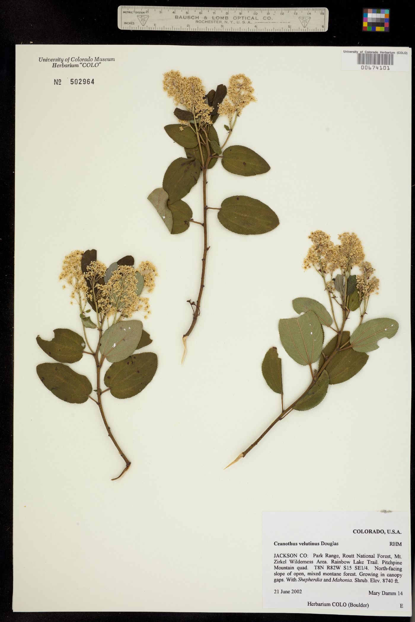 Ceanothus velutinus image