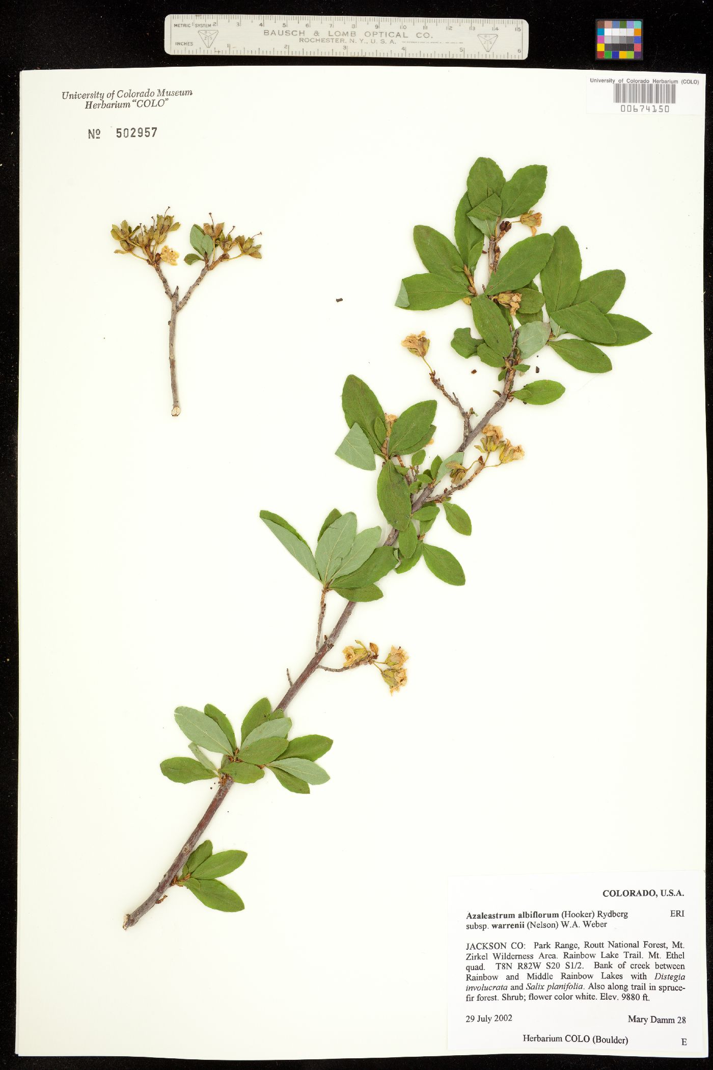 Rhododendron albiflorum image
