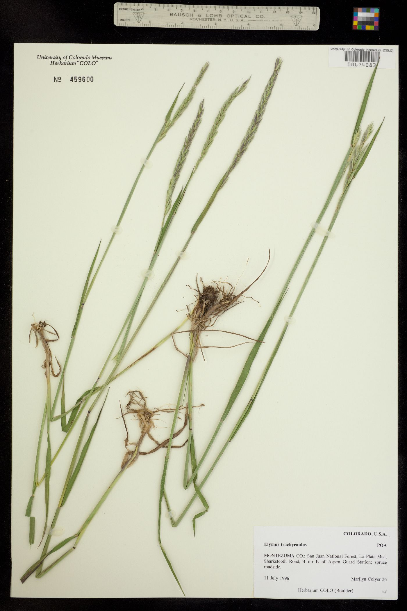 Elymus trachycaulus image