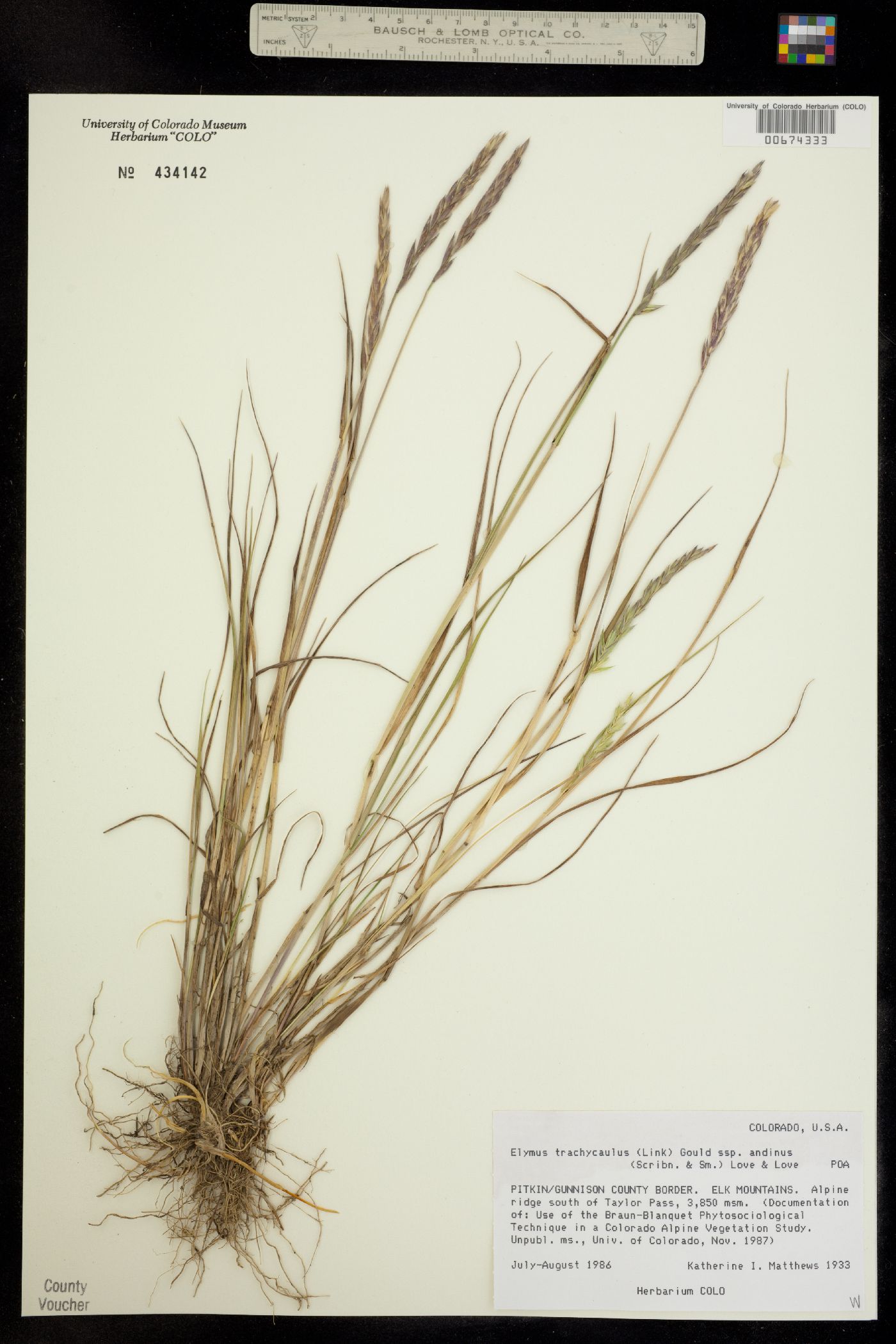 Elymus trachycaulus ssp. andinus image