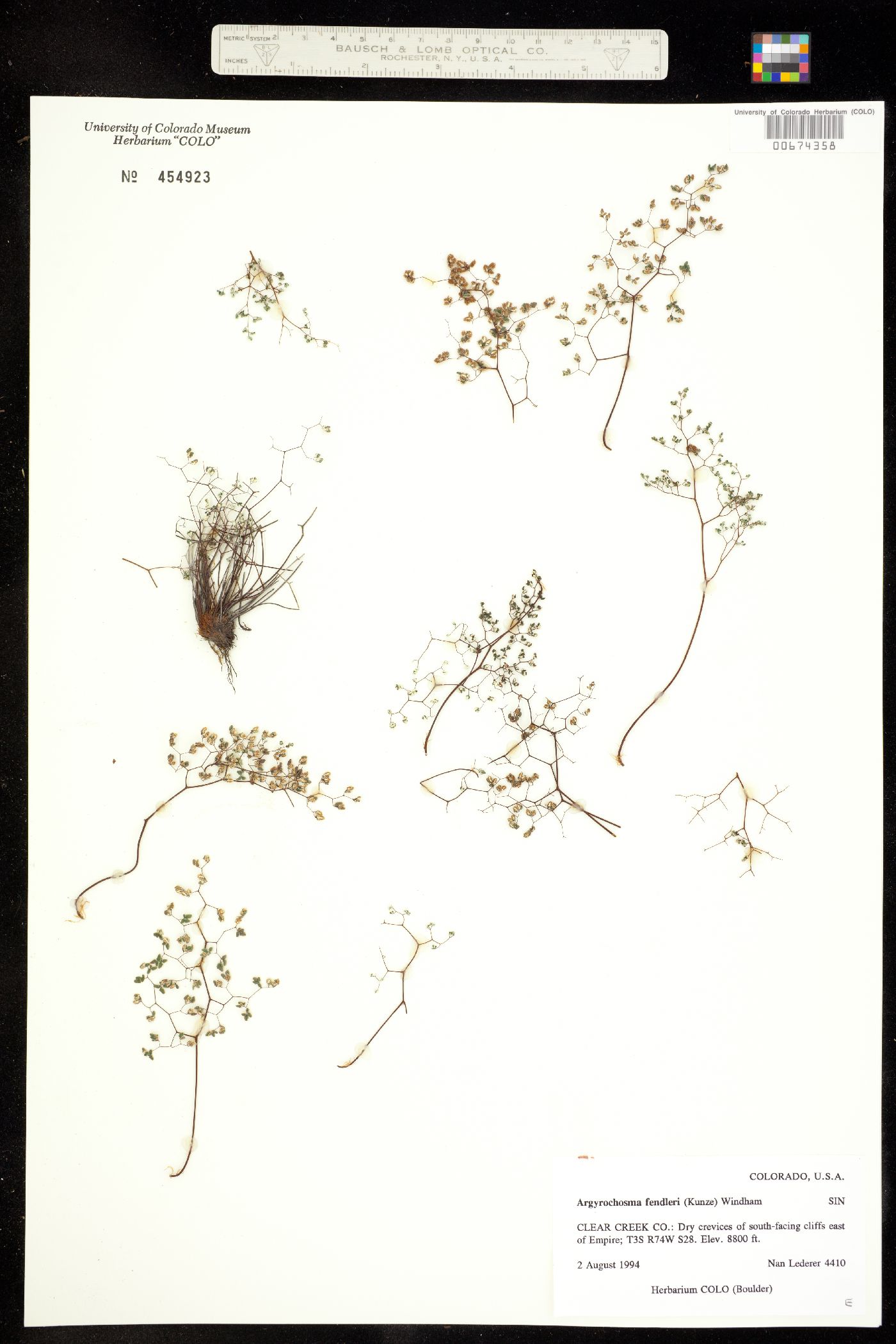 Argyrochosma fendleri image