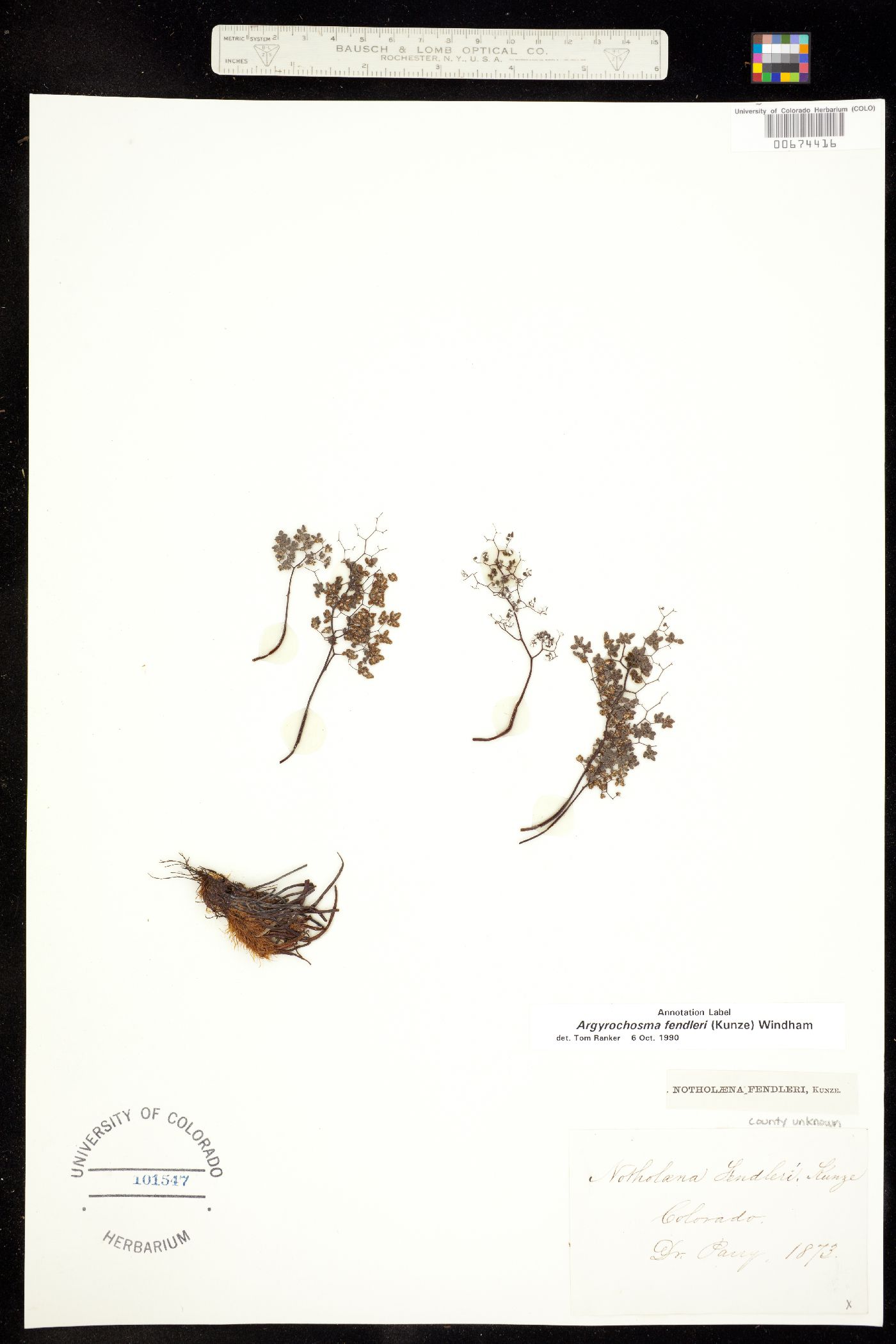 Argyrochosma fendleri image