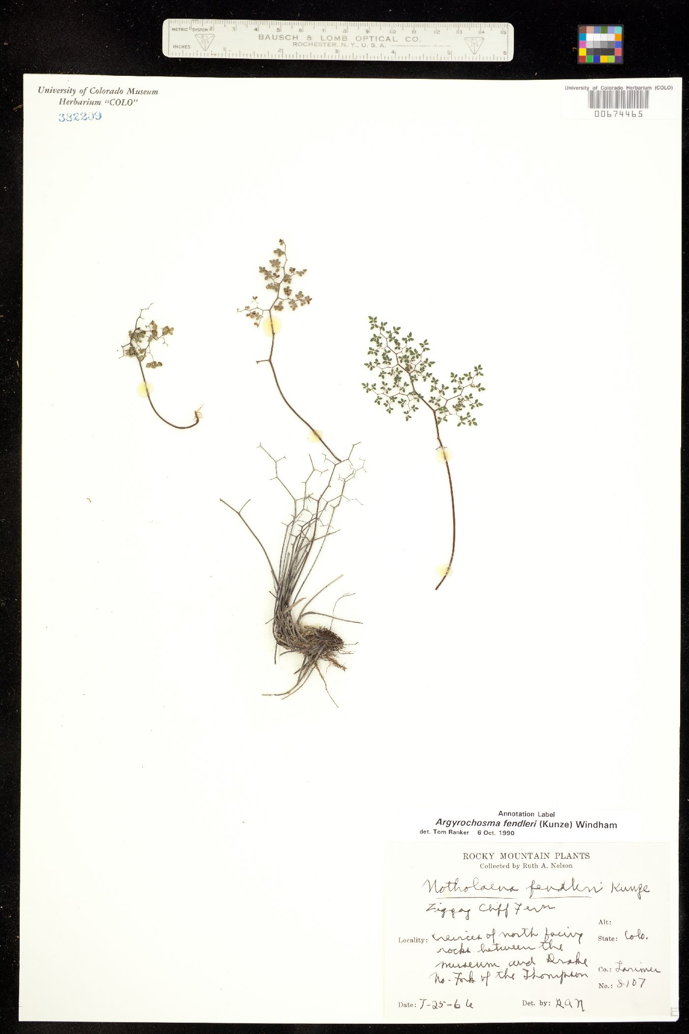 Argyrochosma fendleri image