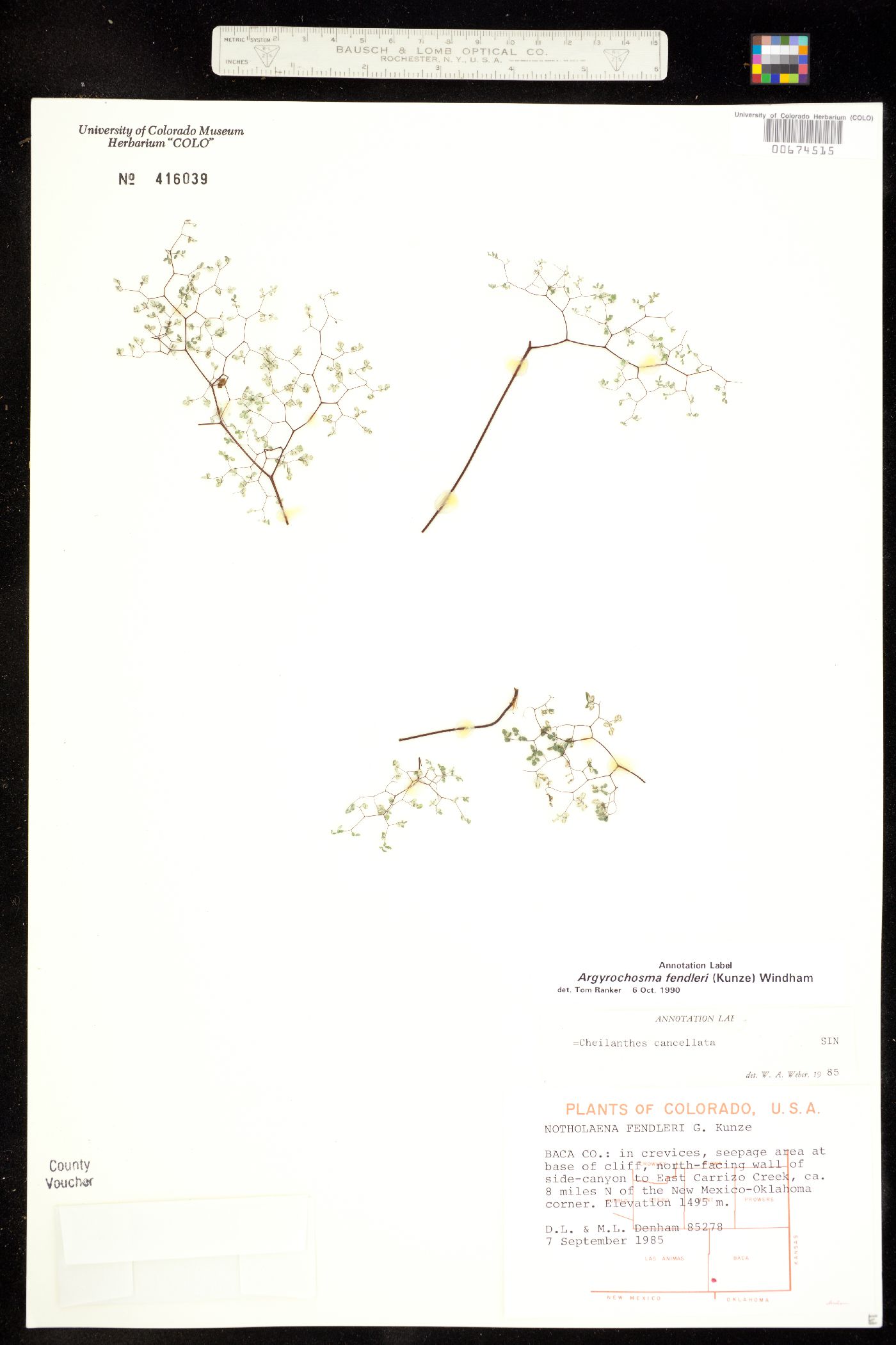 Argyrochosma fendleri image