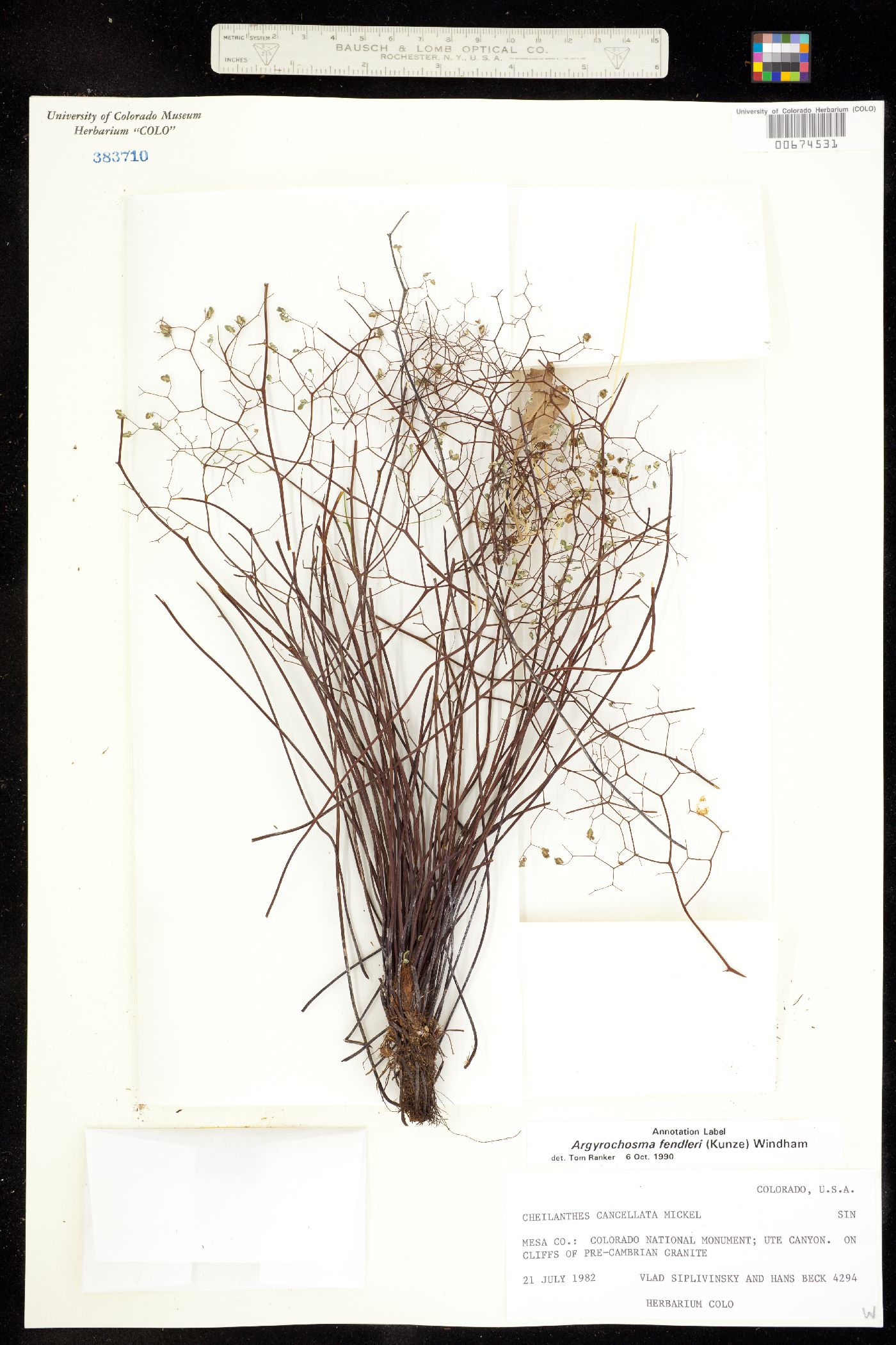 Argyrochosma fendleri image