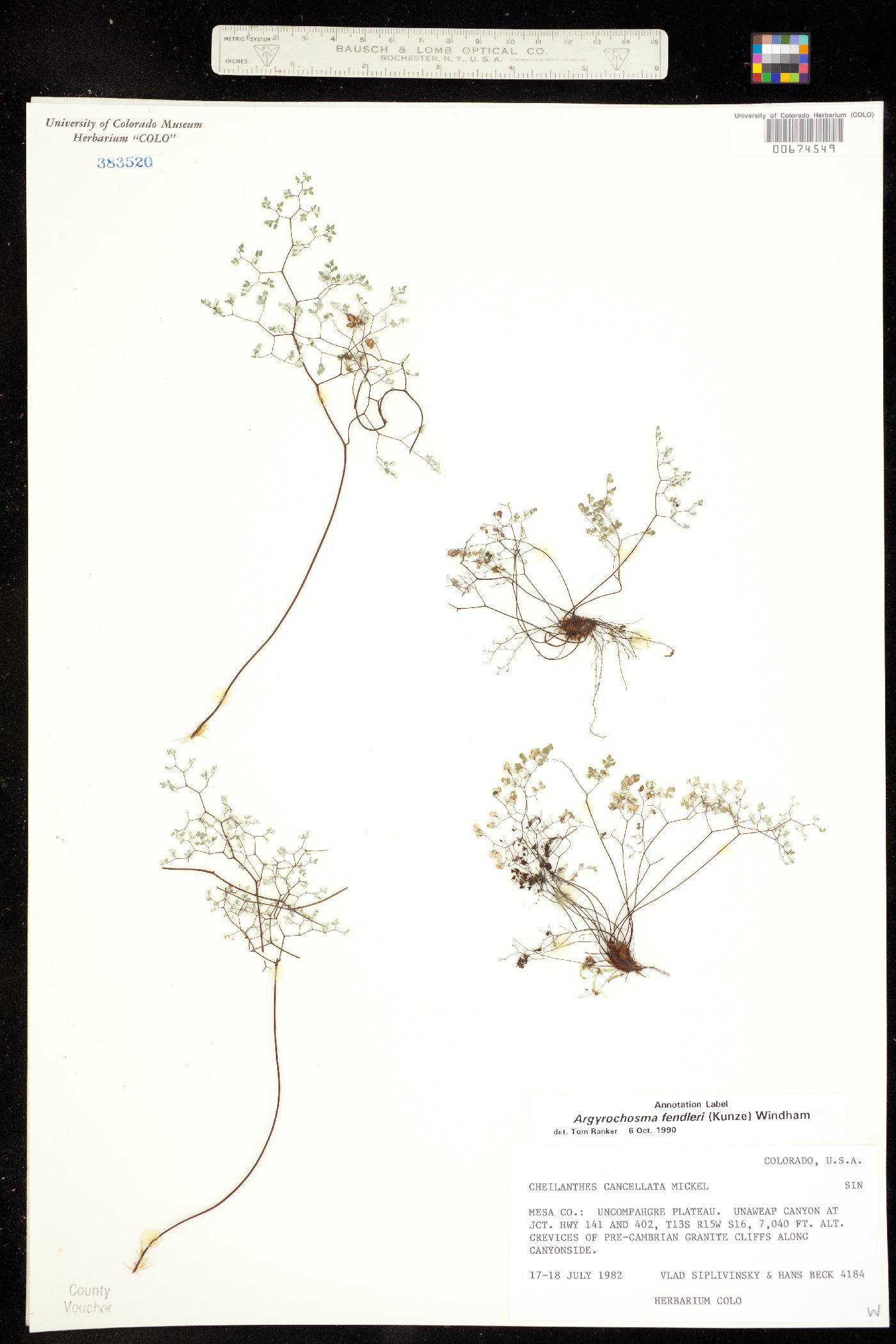 Argyrochosma fendleri image