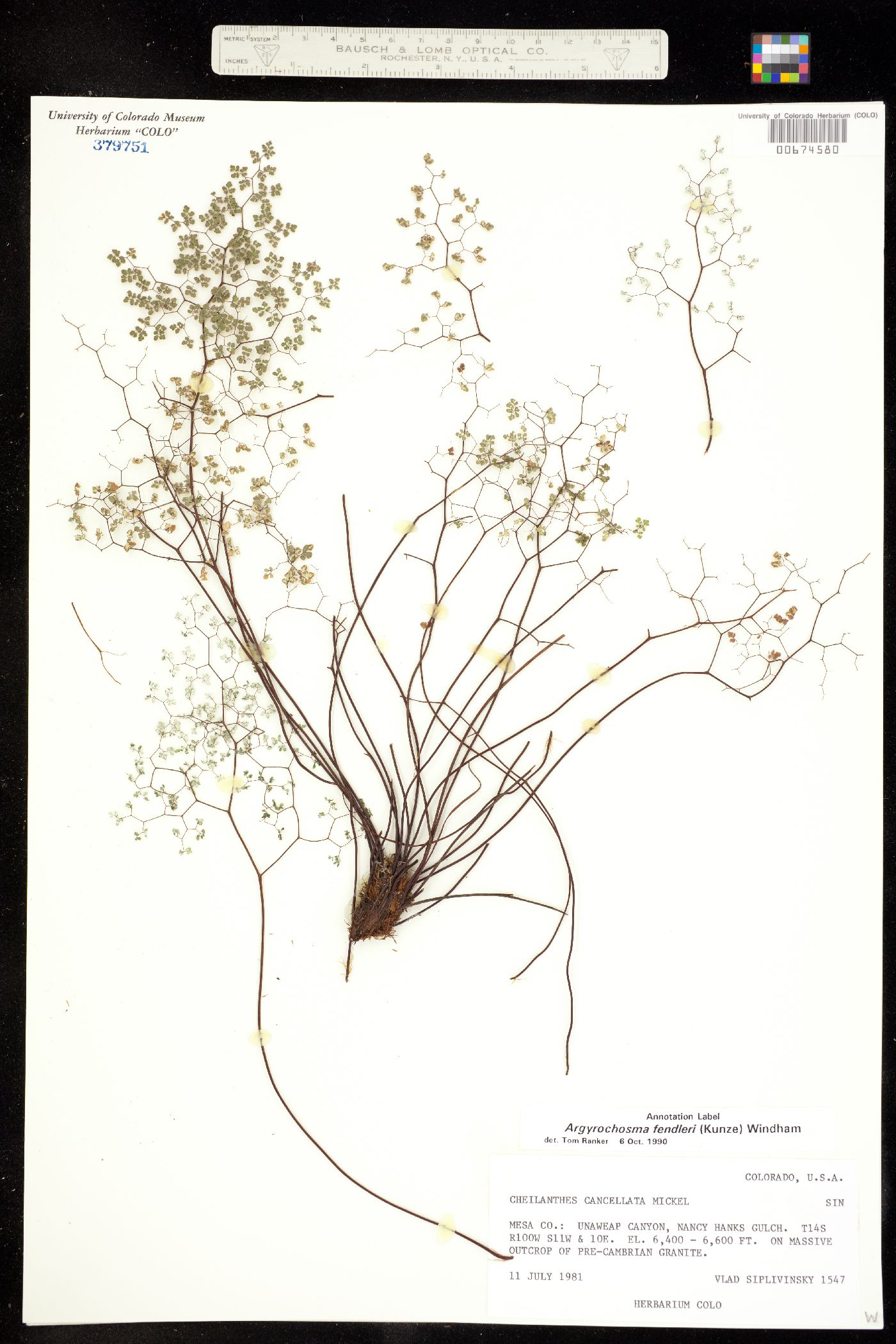 Argyrochosma fendleri image