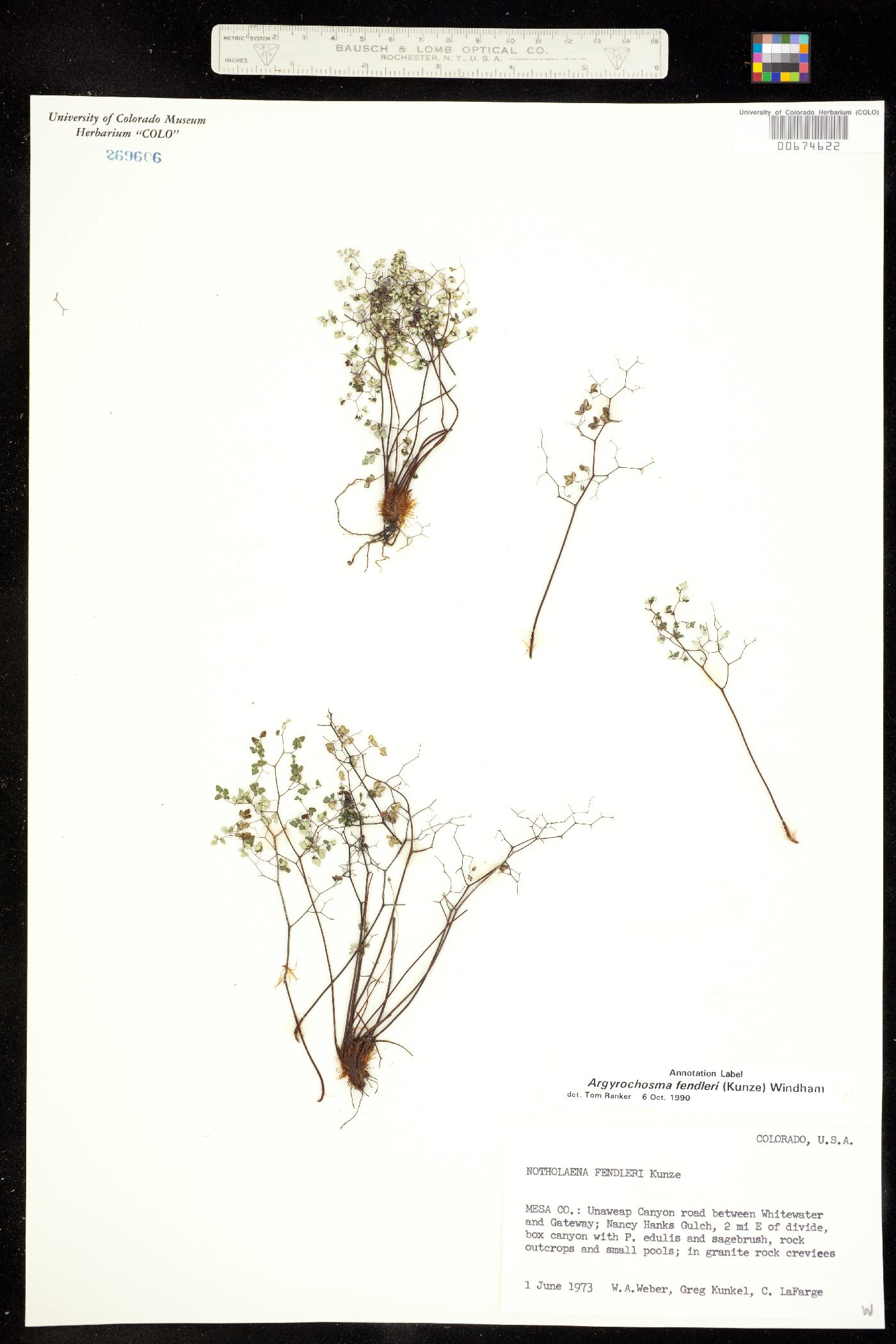 Argyrochosma fendleri image