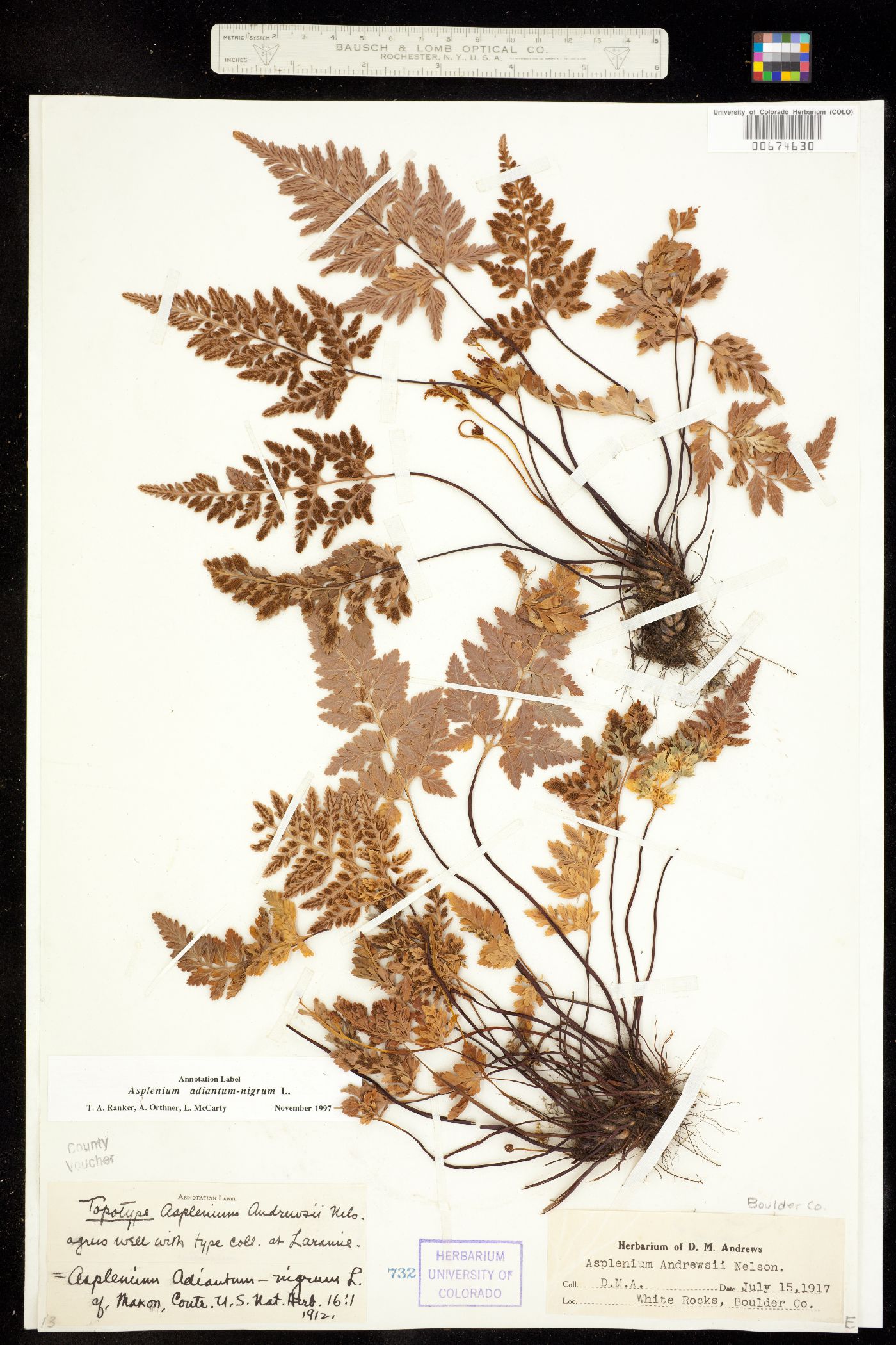 Asplenium adiantum-nigrum image