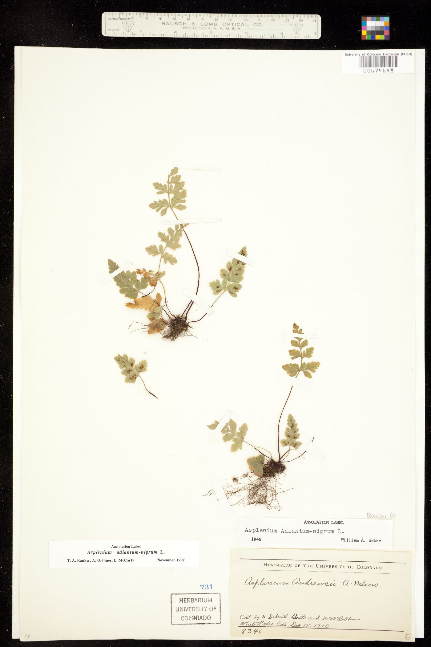 Asplenium adiantum-nigrum image