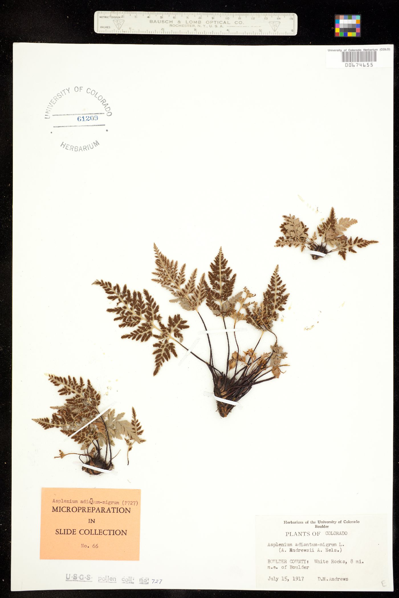 Asplenium adiantum-nigrum image