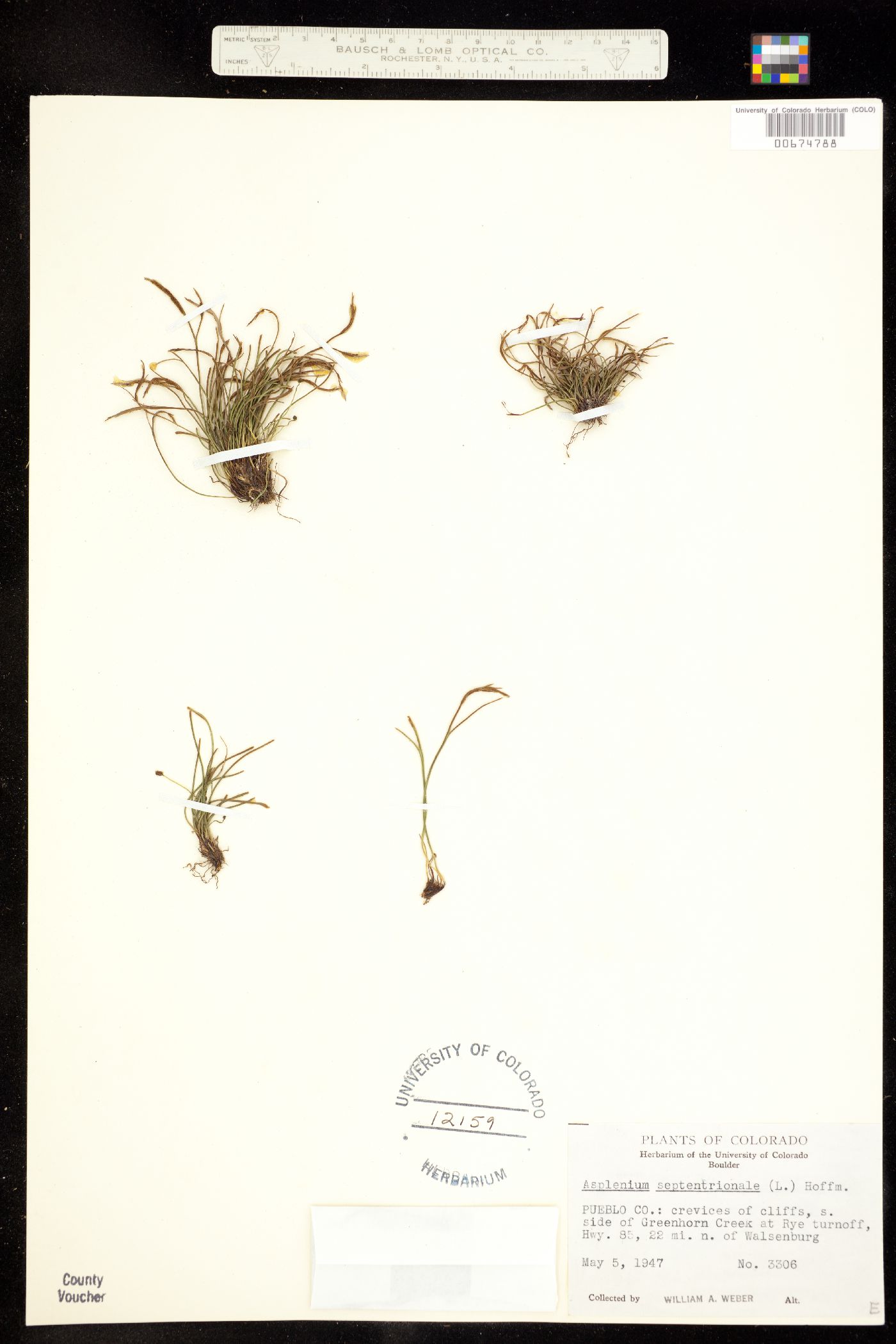 Asplenium septentrionale image