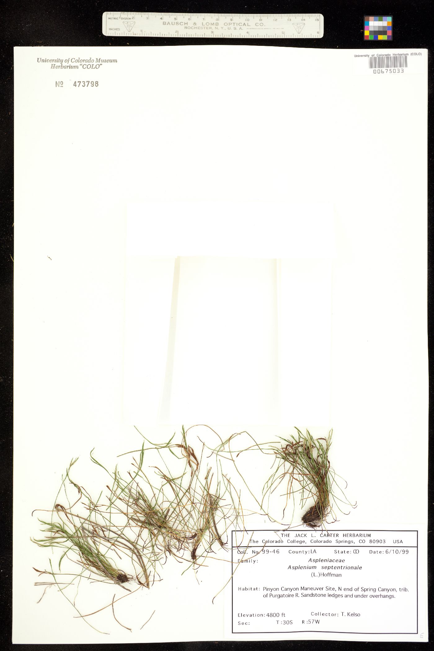 Aspleniaceae image