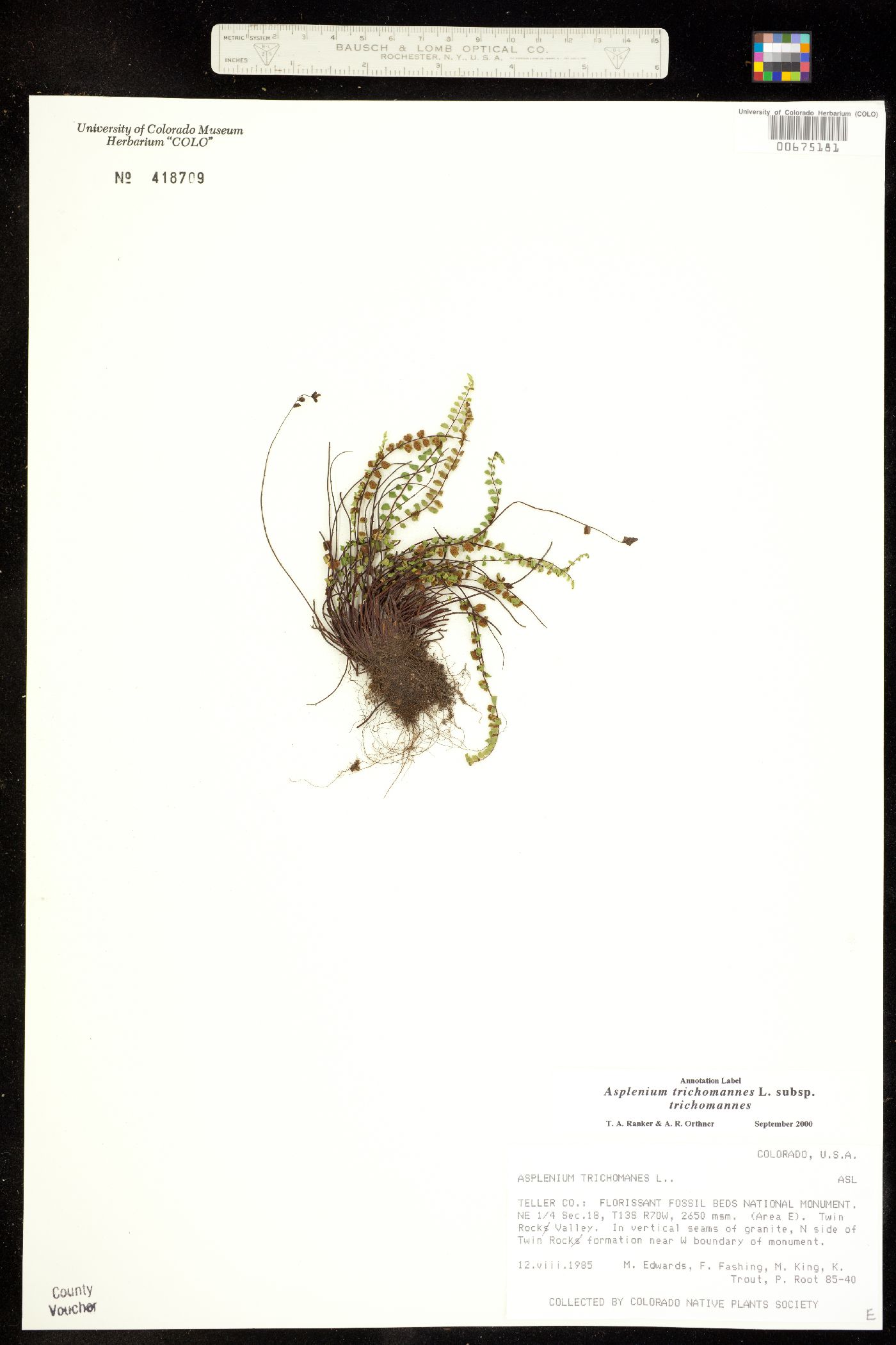 Asplenium trichomanes image