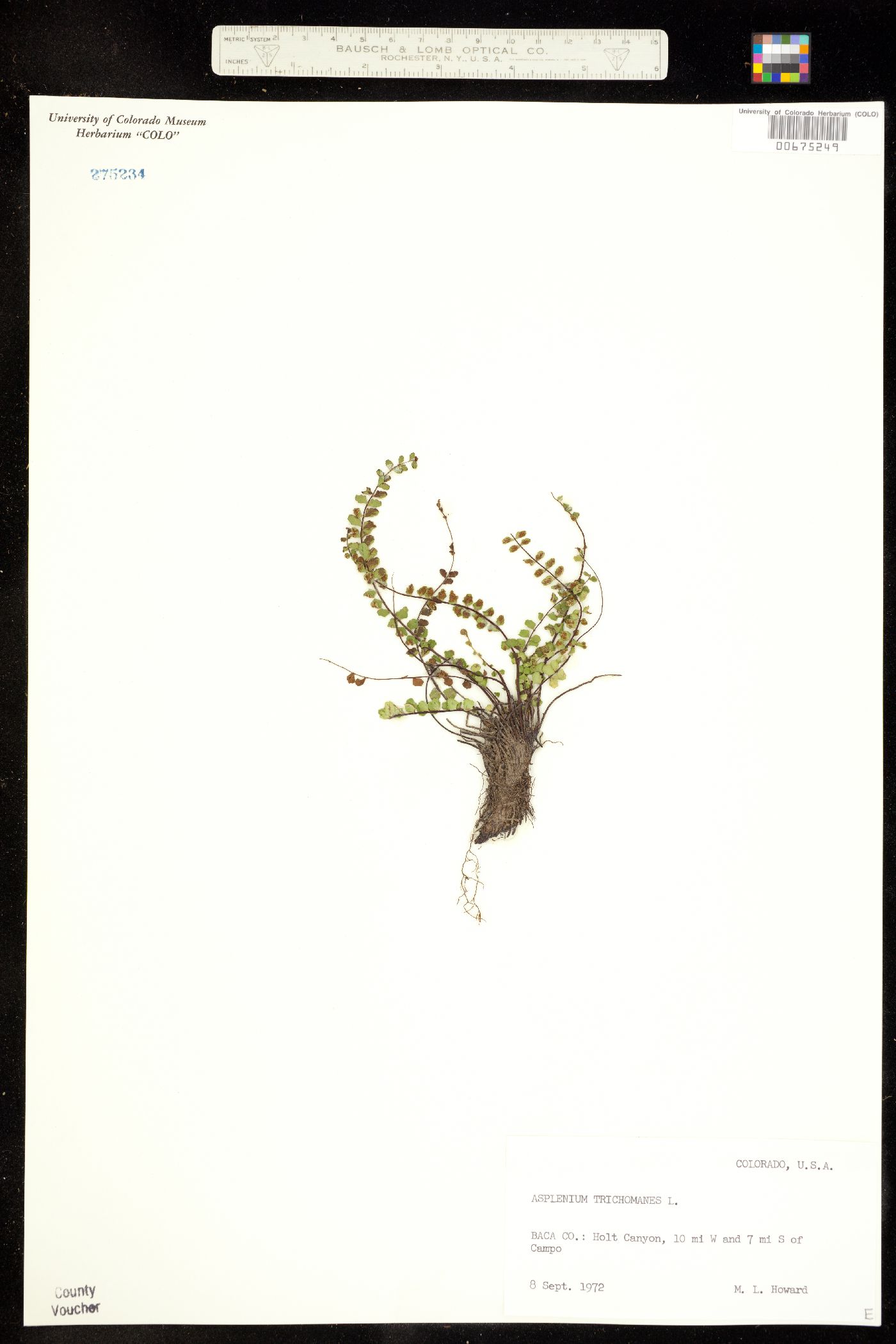 Aspleniaceae image