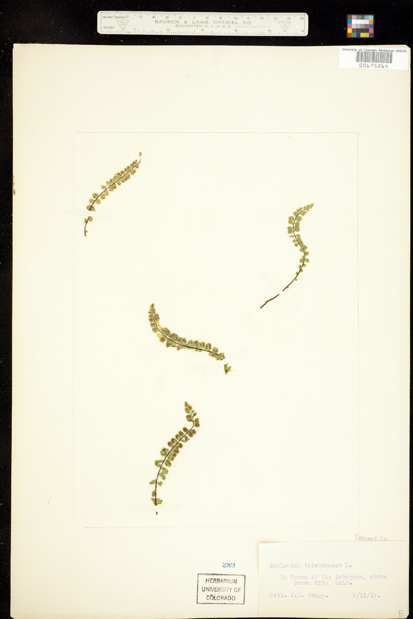 Asplenium image